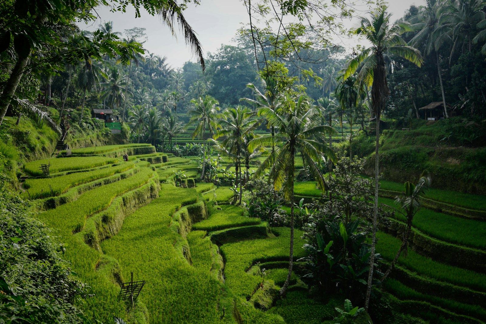 Sawah terasering Tegallalang di Ubud, Bali