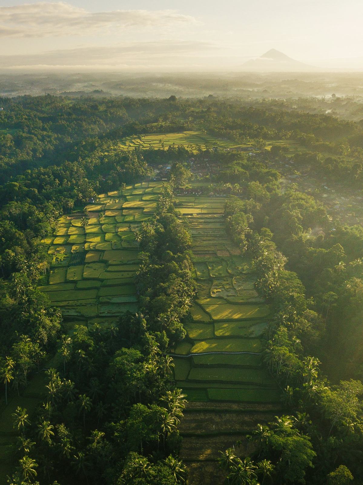 Sawah dan hutan tropis dilihat dari udara