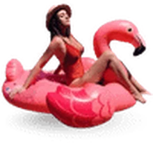 Sewa Medium Flamingo di Bali — SiapPergi